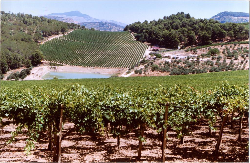 Agriturismo Tenute Pispisa Segesta Calatafimi Εξωτερικό φωτογραφία
